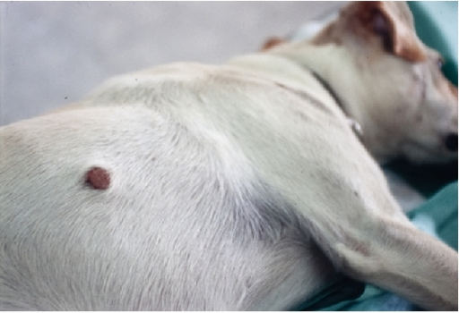dirofilaria bőrben kutya